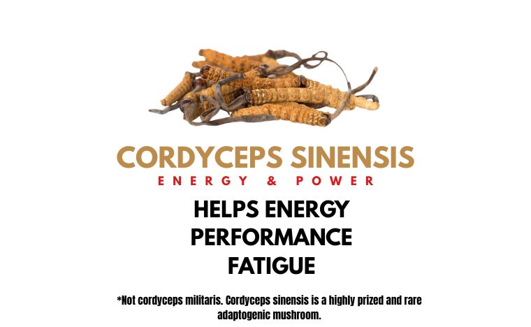 Mushroom Energy Capsules (10:1 Extract) -  Relief from Stress, Burnout, & Fatigue (60 Capsules)